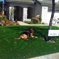 Green Lawn Topanga, California City Landscape, Dogs Runs