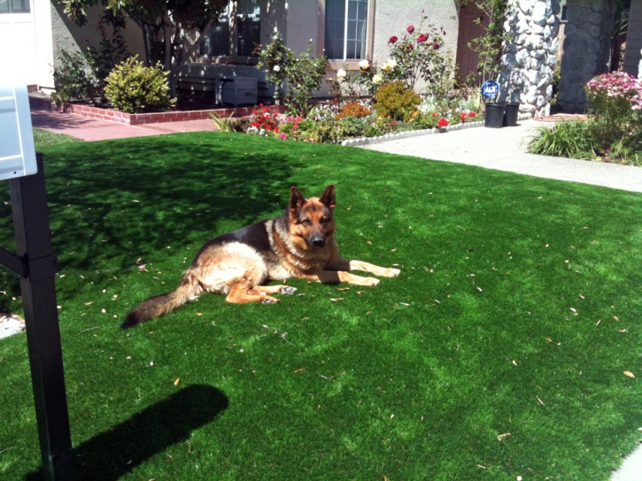 Artificial Lawn Azusa, California Landscape Photos, Front Yard Ideas