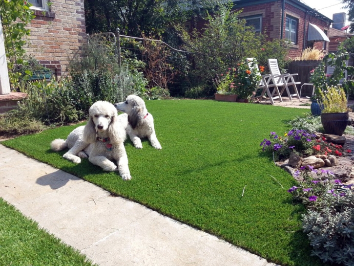 Grass Carpet La Mirada, California Indoor Dog Park, Dogs Runs