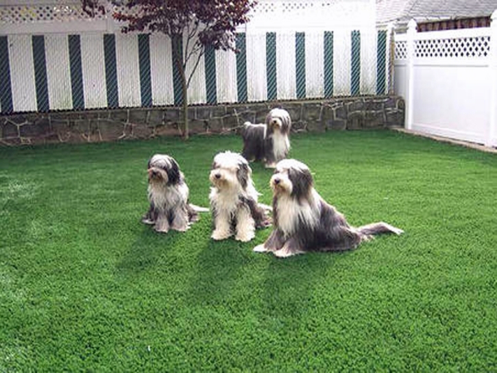 Green Lawn McKittrick, California Landscape Design, Dog Kennels