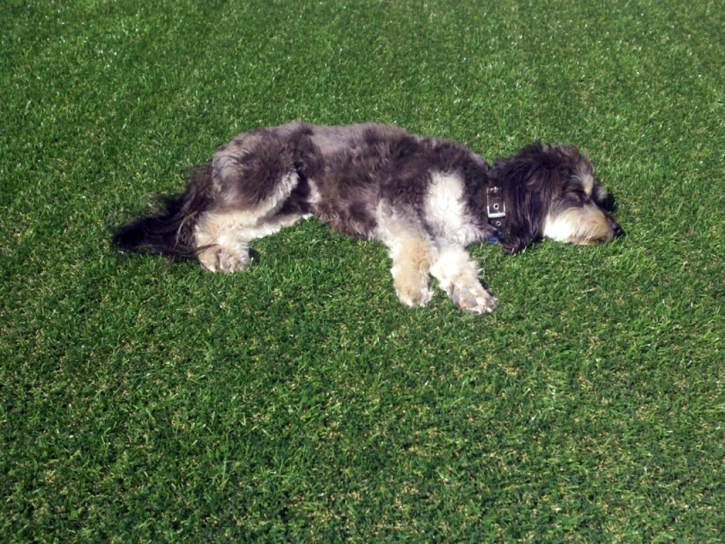 Synthetic Lawn Universal City, California Cat Playground, Dogs